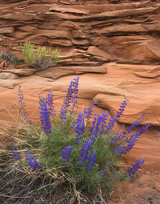 desert lupine (lupinus)